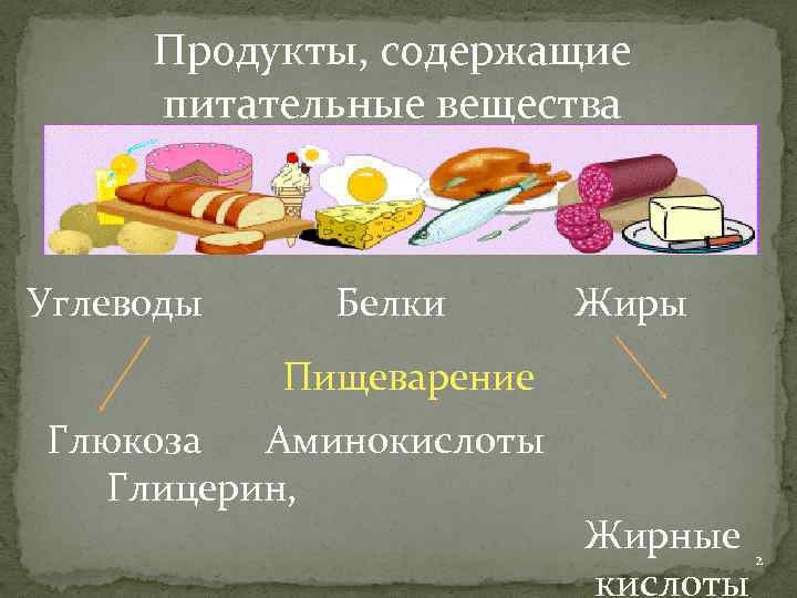 Продукты, содержащие питательные вещества Углеводы Белки Жиры Пищеварение Глюкоза Аминокислоты Глицерин, Жирные 2 кислоты