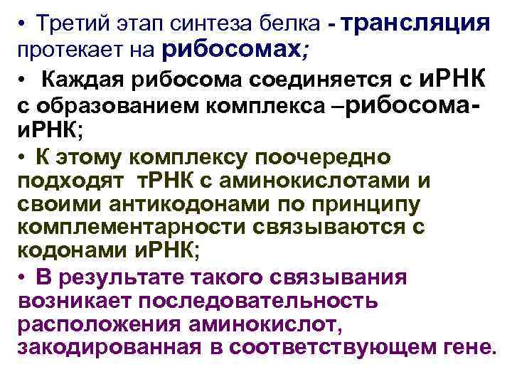  • Третий этап синтеза белка - трансляция протекает на рибосомах; • Каждая рибосома