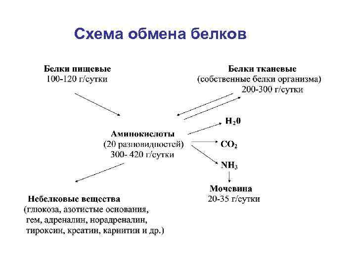 Энергетический обмен белка