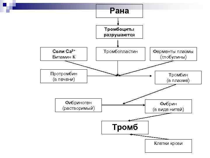 Рана Тромбоциты разрушаются Соли Са 2+ Витамин К Тромбопластин Протромбин (в печени) Ферменты плазмы