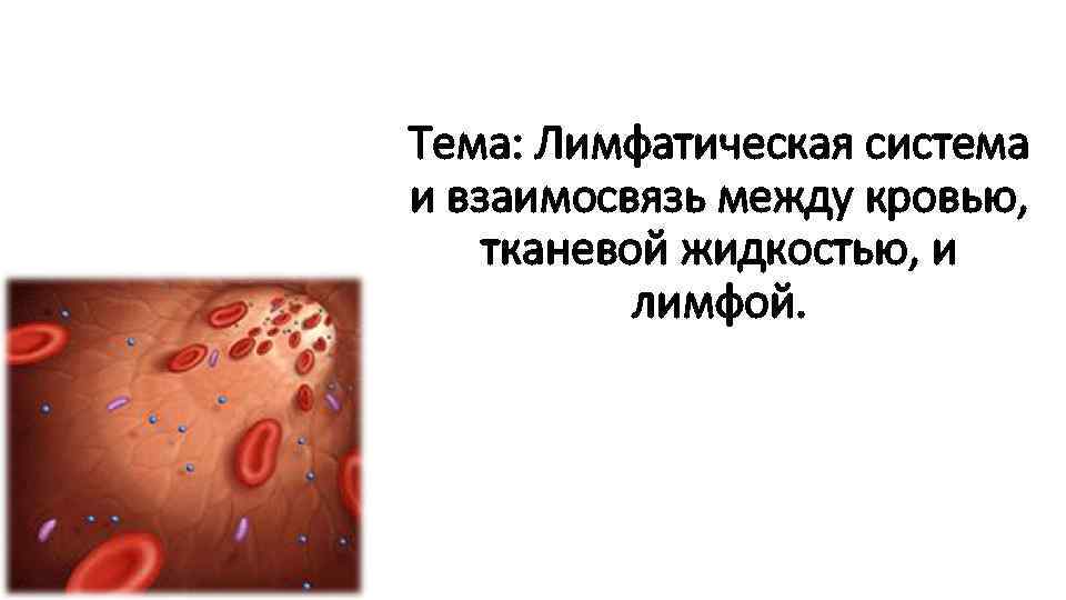Тема: Лимфатическая система и взаимосвязь между кровью, тканевой жидкостью, и лимфой. 