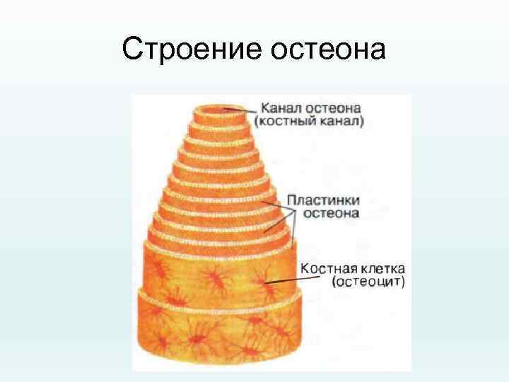 Строение остеона 