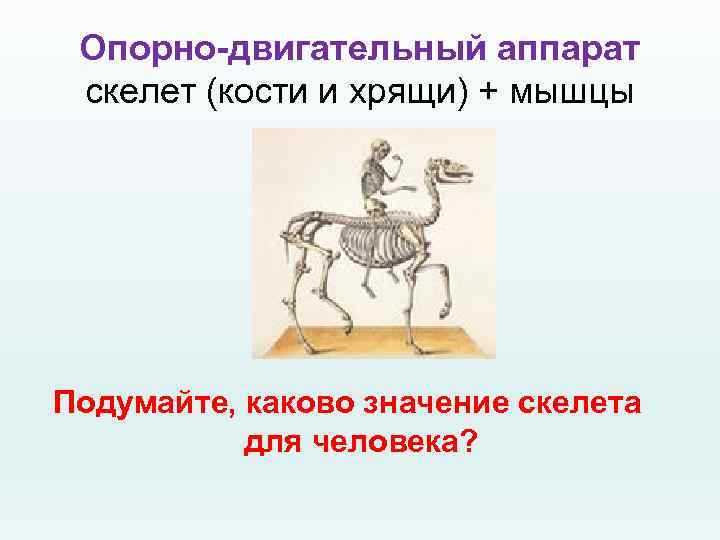 Опорно-двигательный аппарат скелет (кости и хрящи) + мышцы Подумайте, каково значение скелета для человека?
