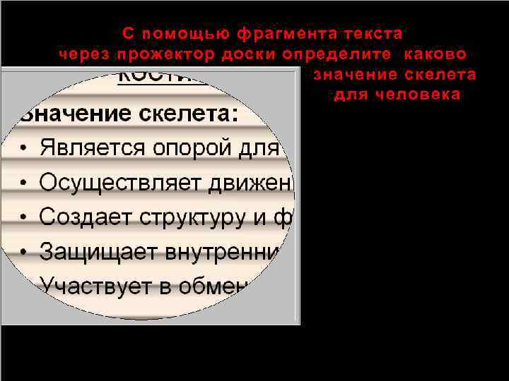 С помощью фрагмента текста через прожектор доски определите каково значение скелета для человека 