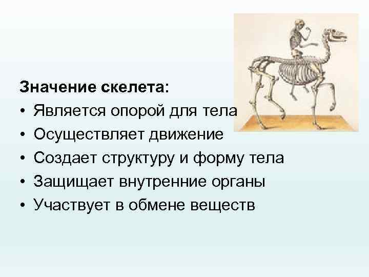 Значение скелета: • Является опорой для тела • Осуществляет движение • Создает структуру и