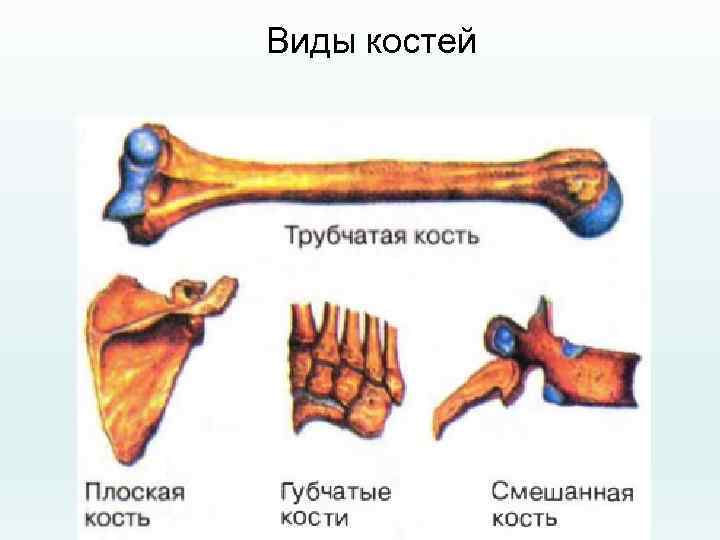 Использование принципа строения костей в архитектуре