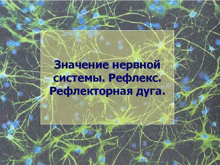 Значение нервной системы. Рефлекс. Рефлекторная дуга. 