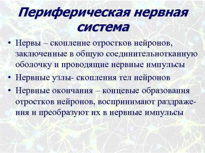 Периферическая нервная система • Нервы – скопление отростков нейронов, заключенные в общую соединительнотканную оболочку
