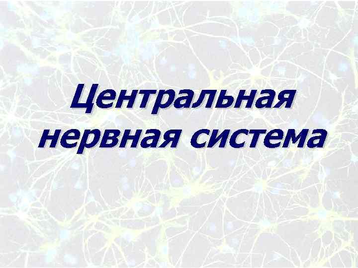 Центральная нервная система 