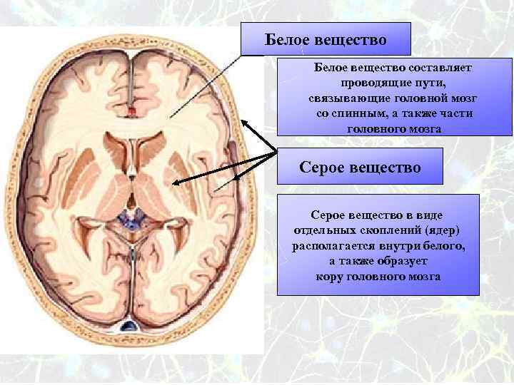Скопления серого вещества головного мозга. Серое и белое вещество мозга. Белое вещество. Серое и белое вещество головного. Белое вещество головного мозга образуют.
