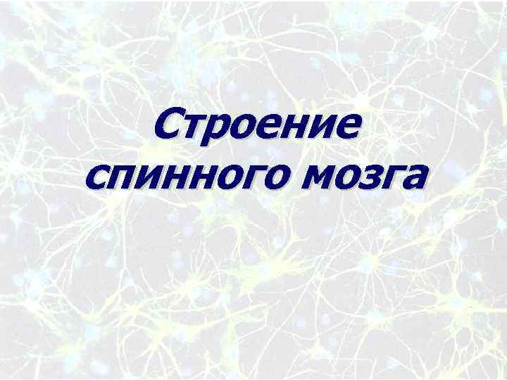 Строение спинного мозга 