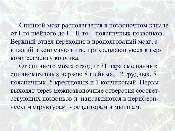 Спинной мозг располагается в позвоночном канале от I-го шейного до I – II-го –