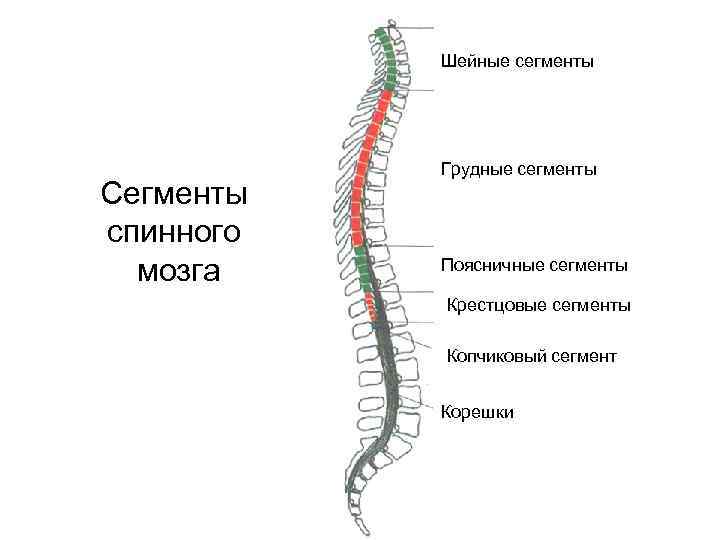 Шейные сегменты. Отделы и сегменты спинного мозга. Отделы спинной мозг сегменты рисунок. 31 Сегмент спинного мозга. Сегментарное строение спинного мозга.