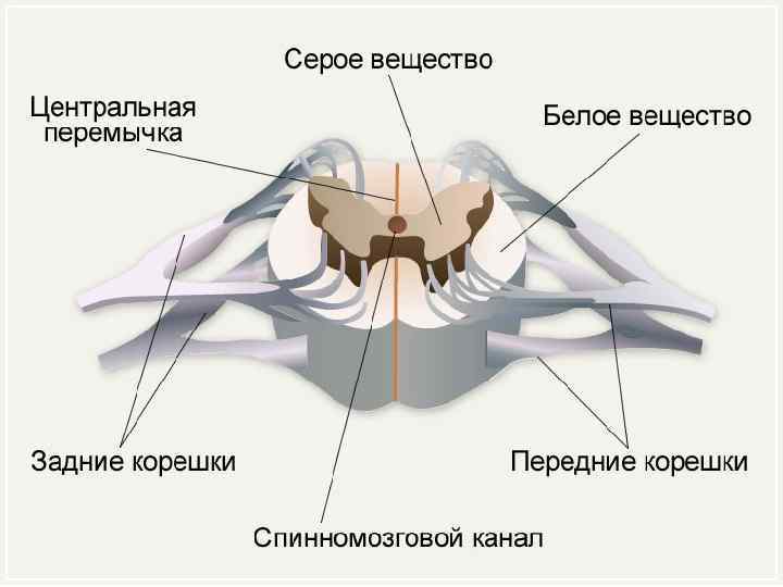 Рефлекторная дуга вегетативной нервной системы рисунок