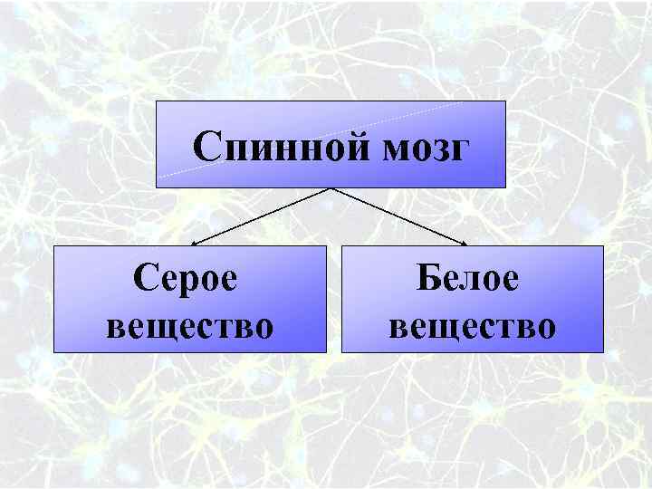 Спинной мозг Серое вещество Белое вещество 