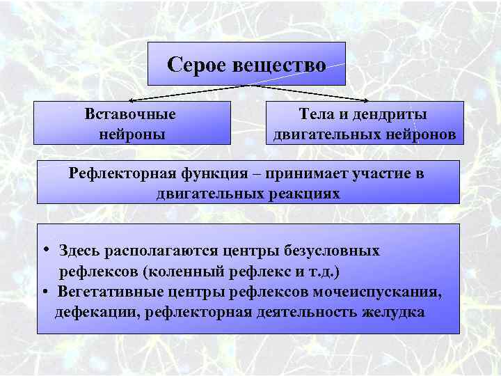 Серое вещество Вставочные нейроны Тела и дендриты двигательных нейронов Рефлекторная функция – принимает участие