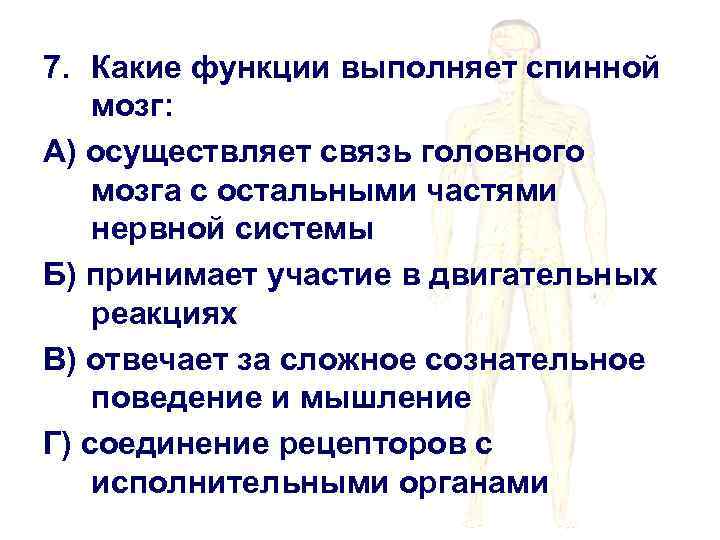 7. Какие функции выполняет спинной мозг: А) осуществляет связь головного мозга с остальными частями