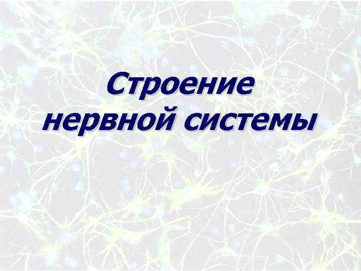 Строение нервной системы 