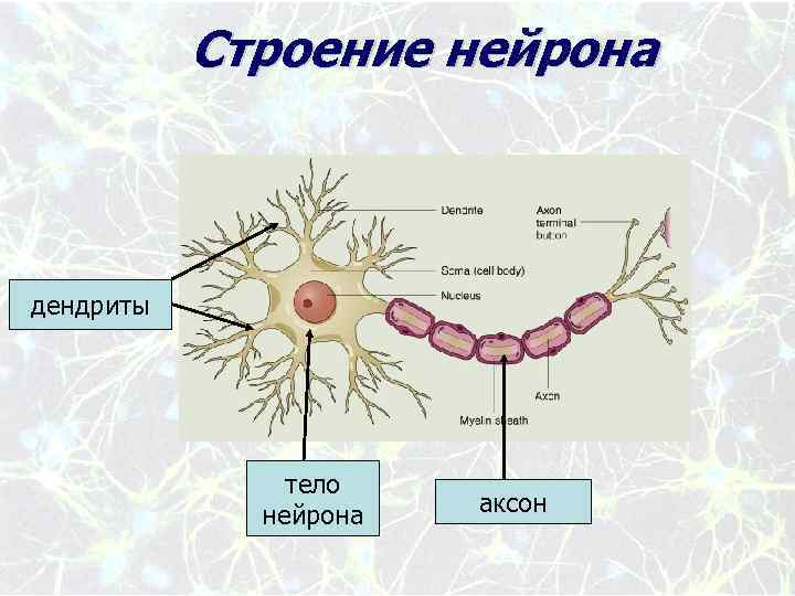 Аксон рефлекс. Рефлекторная дуга дендрит и Аксон. Строение нейрона дендриты. Строение нейрона таблица. Нейрон Аксон дендрит синапс.