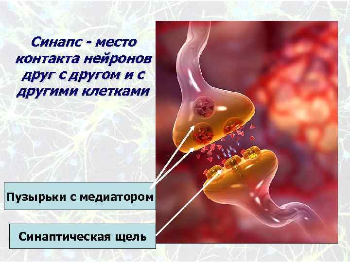 Синапс - место контакта нейронов друг с другом и с другими клетками Пузырьки с