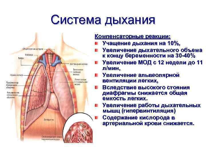 Изменилось дыхание. Изменения в дыхательной системе при беременности. Физиологические изменения дыхательной системы при беременности. Изменение органов дыхания при беременности. Изменения дыхательной системы.