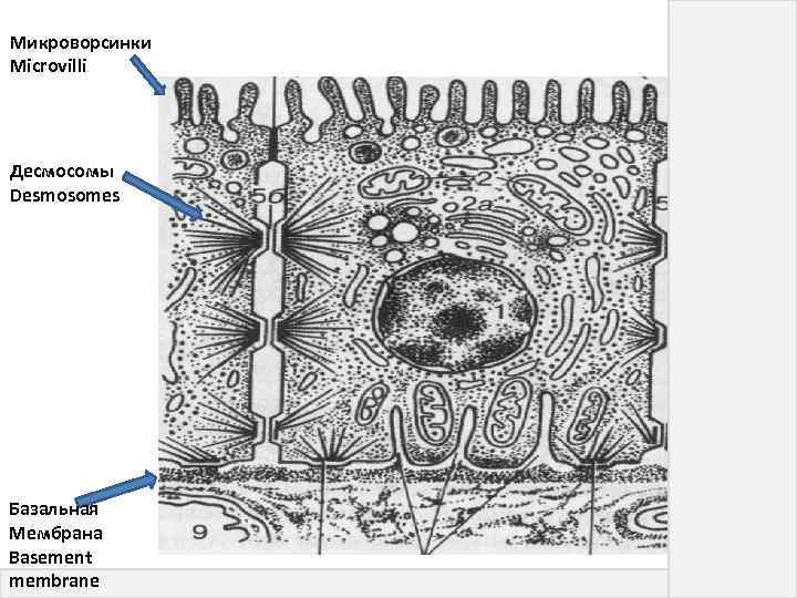 Микроворсинки Microvilli Десмосомы Desmosomes Базальная Мембрана Basement membrane 15 