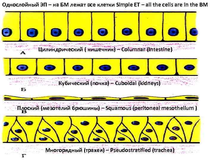 Однослойный ЭП – на БМ лежат все клетки Simple ET – all the cells