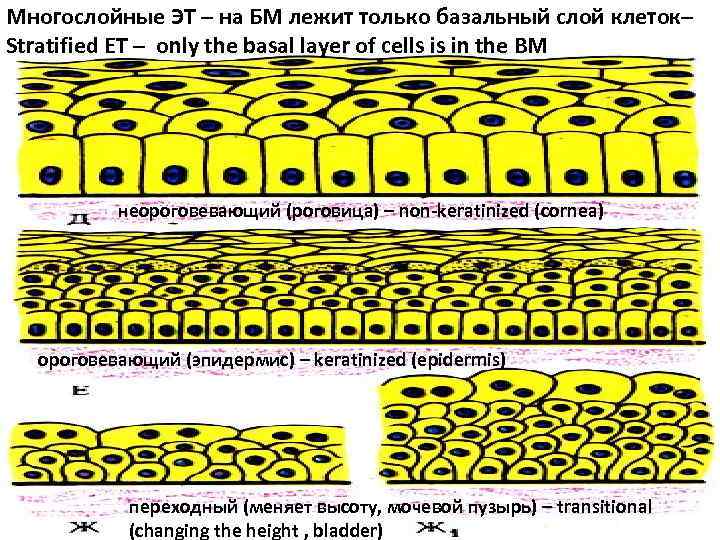 Многослойные ЭТ – на БМ лежит только базальный слой клеток– Stratified ET – only