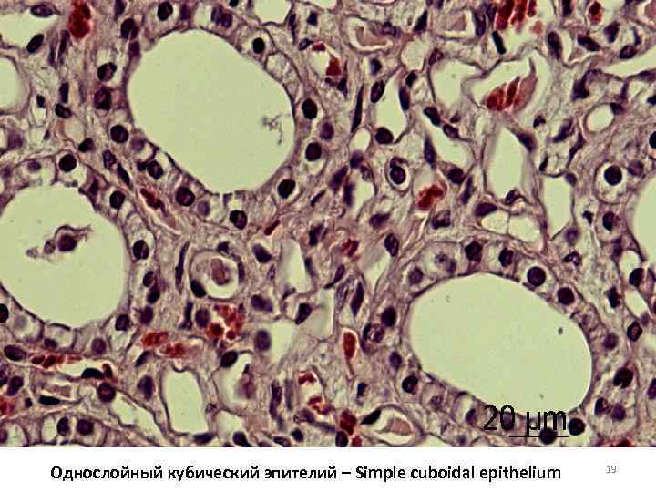 Однослойный кубический эпителий – Simple cuboidal epithelium 19 