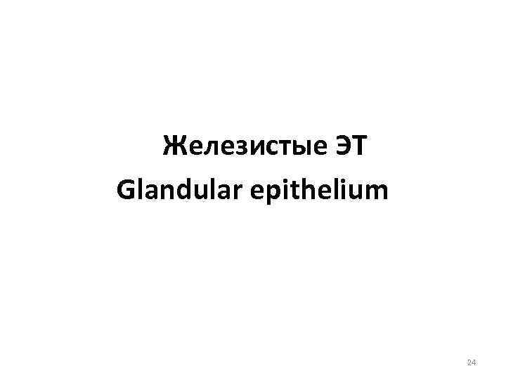  Железистые ЭТ Glandular epithelium 24 