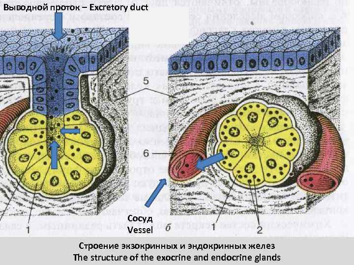 Выводной проток – Excretory duct Сосуд Vessel Строение экзокринных и эндокринных желез The structure