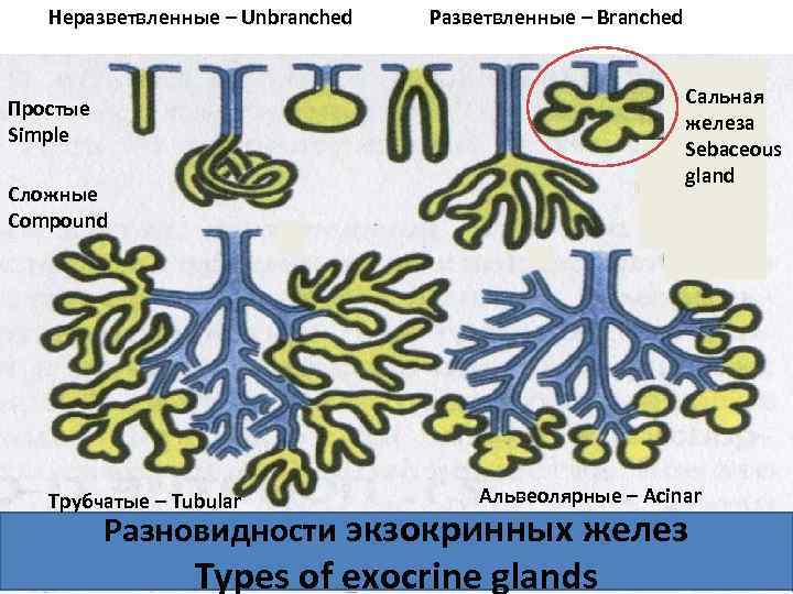 Неразветвленные – Unbranched Разветвленные – Branched Сальная железа Sebaceous gland Простые Simple Сложные Compound