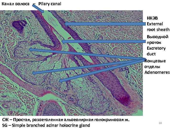 Канал волоса – Pilary canal НКЭВ External root sheath Выводной проток Excretory duct Концевые