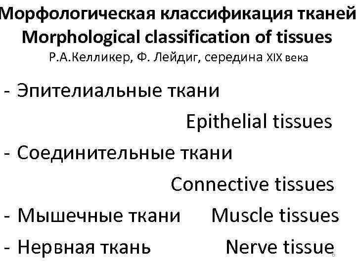 Морфологическая классификация тканей Morphological classification of tissues Р. А. Келликер, Ф. Лейдиг, середина XIX