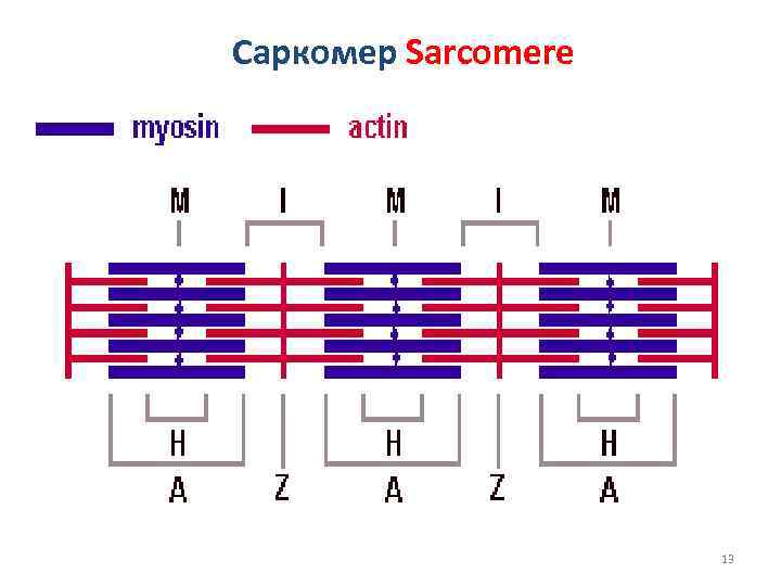 Сокращение саркомера. Белковый состав саркомера. Схема строения саркомера гистология. Схема структуры саркомера. Саркомер строение гистология.