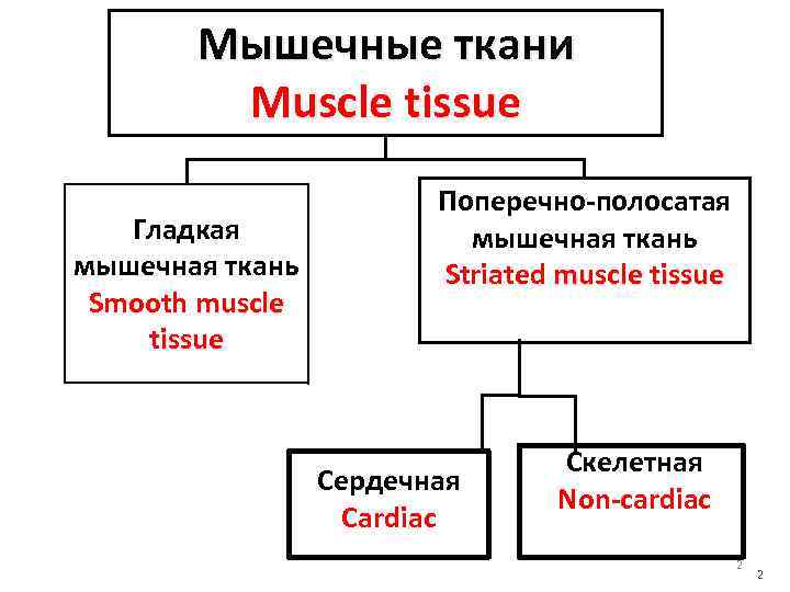 Мышечные ткани Muscle tissue Гладкая мышечная ткань Smooth muscle tissue Поперечно-полосатая мышечная ткань Striated