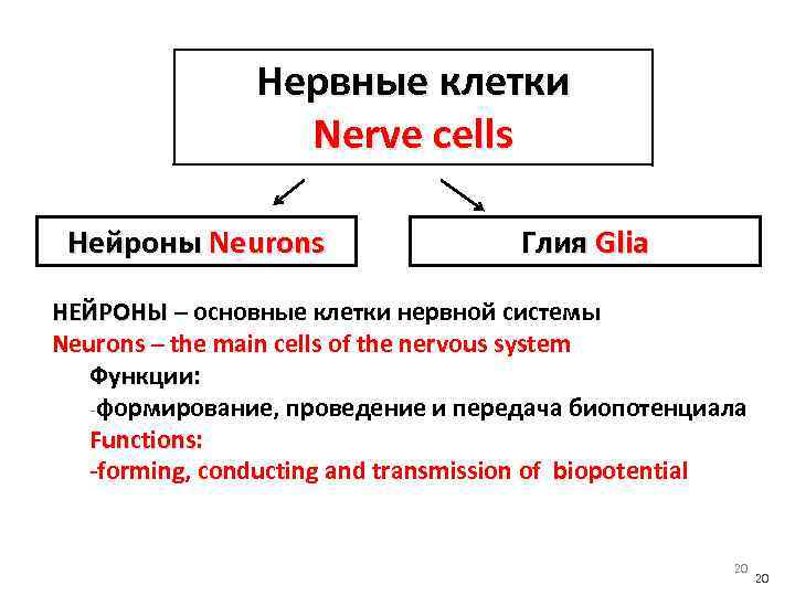 Нервные клетки Nerve cells Нейроны Neurons Глия Glia НЕЙРОНЫ – основные клетки нервной системы