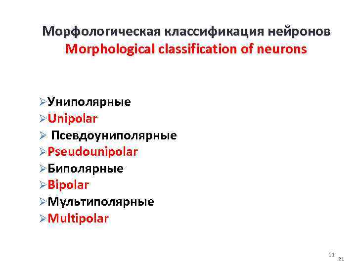 Морфологическая классификация нейронов Morphological classification of neurons ØУниполярные ØUnipolar Ø Псевдоуниполярные ØPseudounipolar ØБиполярные ØBipolar