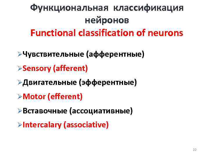 Функциональная классификация нейронов Functional classification of neurons ØЧувствительные (афферентные) ØSensory (afferent) ØДвигательные (эфферентные) ØMotor