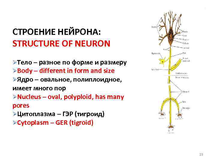 СТРОЕНИЕ НЕЙРОНА: STRUCTURE OF NEURON ØТело – разное по форме и размеру ØBody –