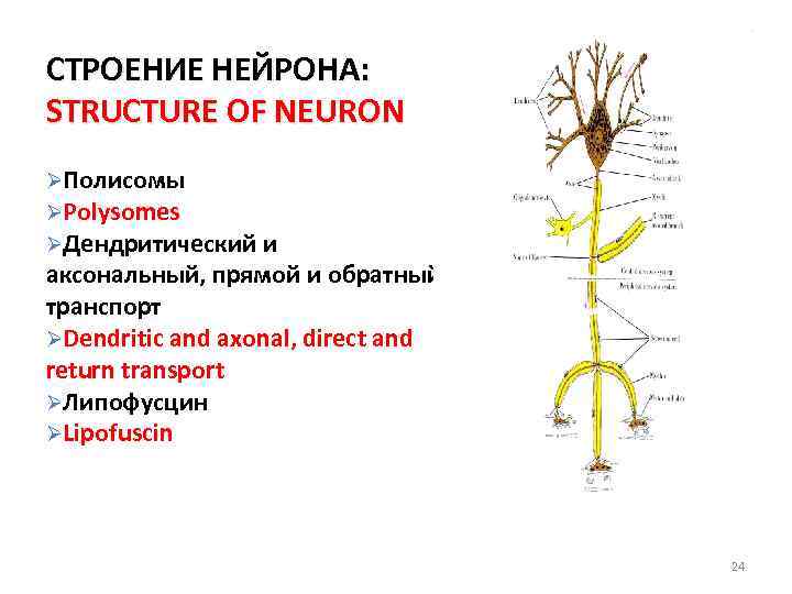 СТРОЕНИЕ НЕЙРОНА: STRUCTURE OF NEURON ØПолисомы ØPolysomes ØДендритический и аксональный, прямой и обратный транспорт