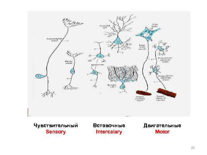 Чувствительный Sensory Вставочные Intercalary Двигательные Motor 25 