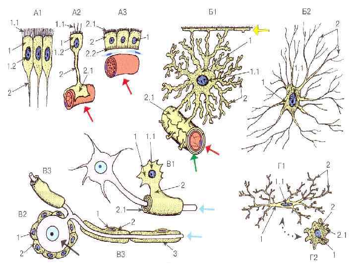 Мышечная и нервная ткань. Гистогенез нервной ткани схема. Строение мышечной и нервной ткани. Образование нервной ткани. Нервные ткани развиваются.