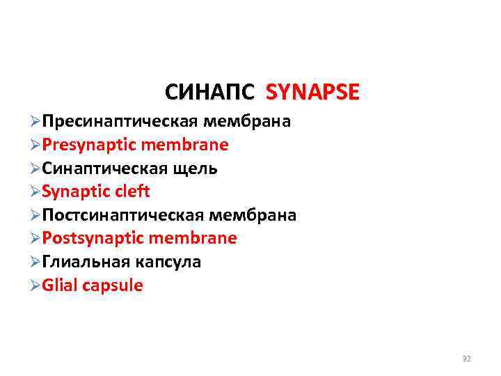 СИНАПС SYNAPSE ØПресинаптическая мембрана ØPresynaptic membrane ØСинаптическая щель ØSynaptic cleft ØПостсинаптическая мембрана ØPostsynaptic membrane