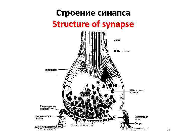 Строение синапса Structure of synapse 35 