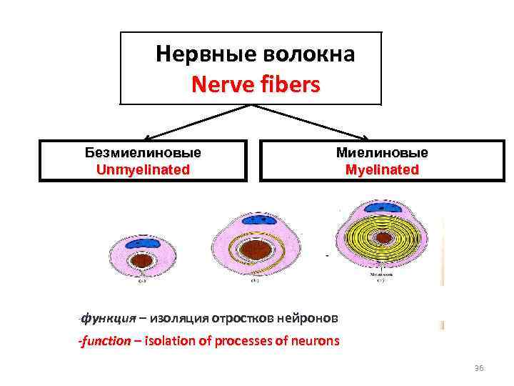 Нервные волокна Nerve fibers Безмиелиновые Unmyelinated Миелиновые Myelinated -функция – изоляция отростков нейронов -function