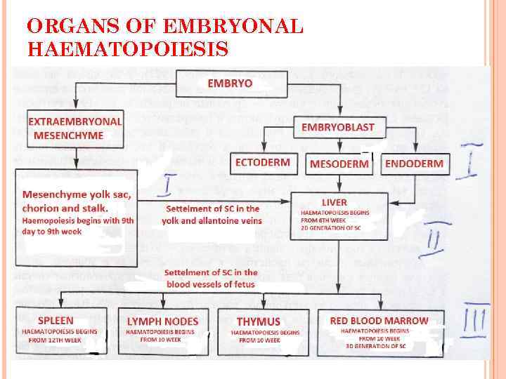ORGANS OF EMBRYONAL HAEMATOPOIESIS 10 