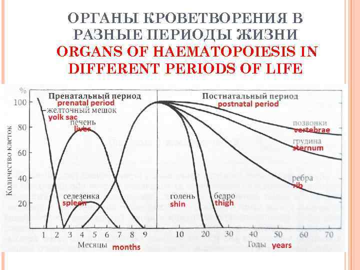 ОРГАНЫ КРОВЕТВОРЕНИЯ В РАЗНЫЕ ПЕРИОДЫ ЖИЗНИ ORGANS OF HAEMATOPOIESIS IN DIFFERENT PERIODS OF LIFE