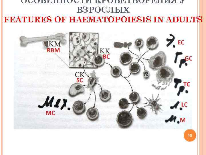 ОСОБЕННОСТИ КРОВЕТВОРЕНИЯ У ВЗРОСЛЫХ FEATURES OF HAEMATOPOIESIS IN ADULTS 15 