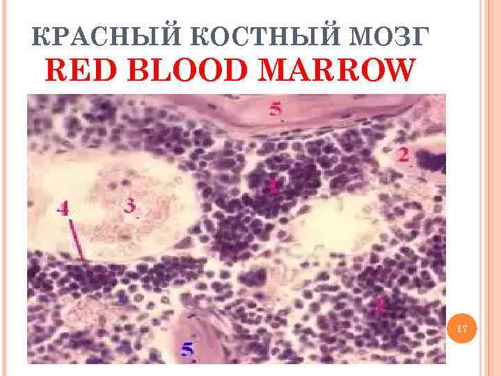 Кроветворение в Красном костном мозге. ФРАГМЕНТЫ клеток красного костного мозга. Красный костный мозг препарат. Органы кроветворения иммунной